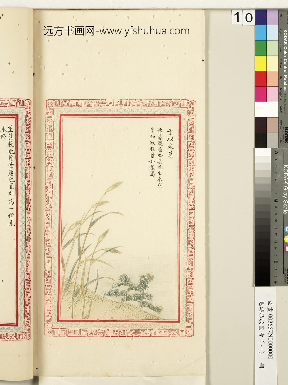 毛诗品物图考（一）册-于以采藻-