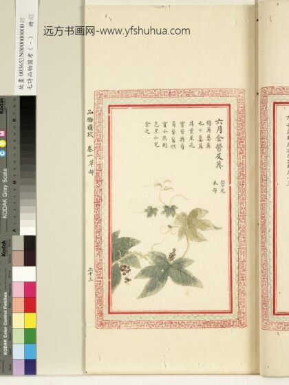 毛诗品物图考（一）册 六月食郁及薁 1.jpg