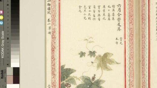 毛诗品物图考（一）册 六月食郁及薁 1.jpg