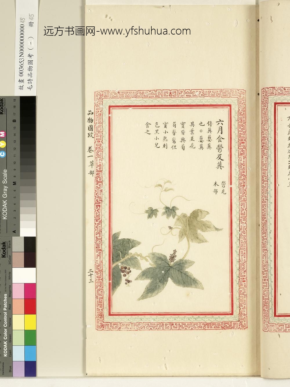 毛诗品物图考（一）册-六月食郁及薁-