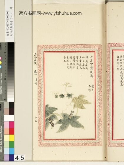毛诗品物图考（一）册 六月食郁及薁 2.jpg
