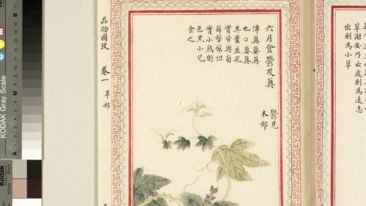 毛诗品物图考（一）册 六月食郁及薁 2.jpg
