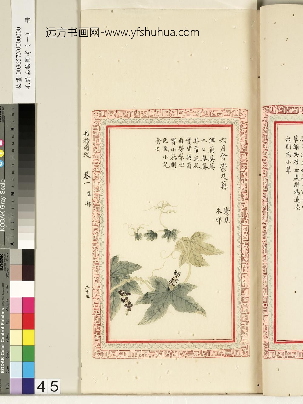 毛诗品物图考（一）册-六月食郁及薁-