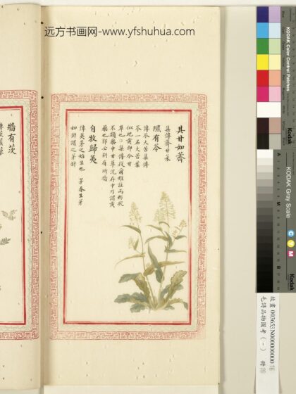 毛诗品物图考（一）册 其甘如荠隰有苓自牧归荑 1.jpg