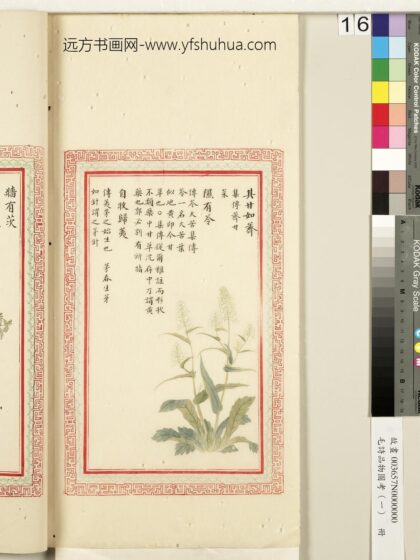 毛诗品物图考（一）册 其甘如荠隰有苓自牧归荑 2.jpg