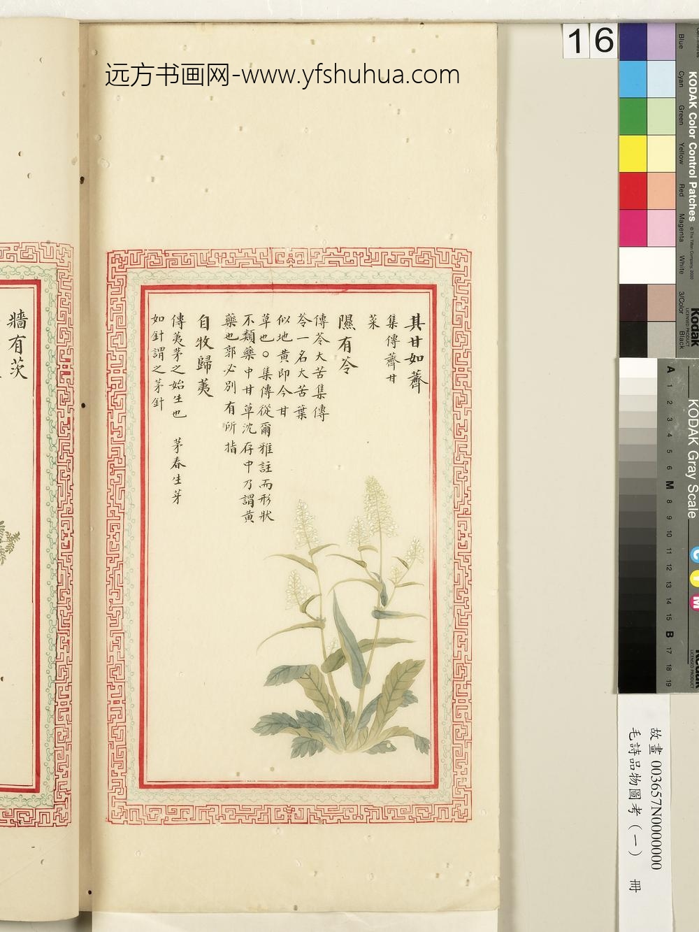 毛诗品物图考（一）册-其甘如荠隰有苓自牧归荑-