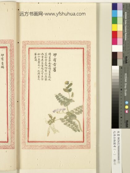 毛诗品物图考（一）册 卭有旨苕 1.jpg