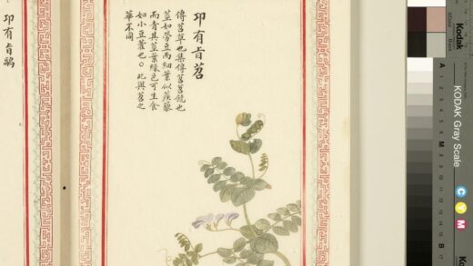 毛诗品物图考（一）册 卭有旨苕 1.jpg