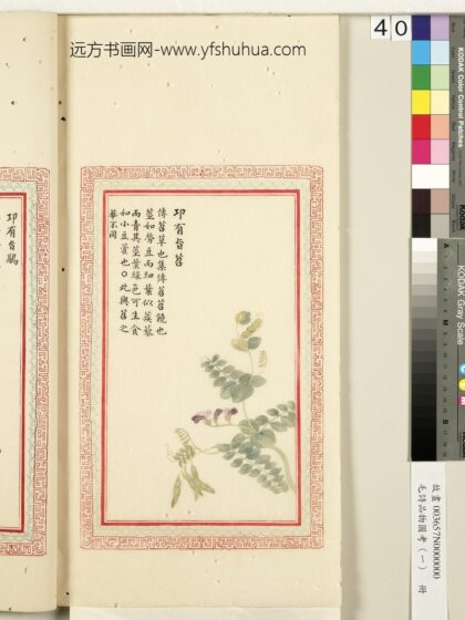 毛诗品物图考（一）册 卭有旨苕 2.jpg