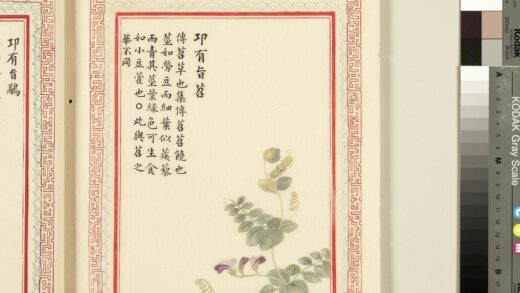 毛诗品物图考（一）册 卭有旨苕 2.jpg