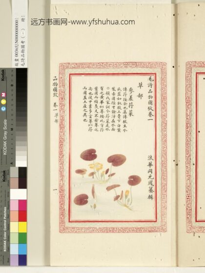 毛诗品物图考（一）册 参差荇菜 1.jpg