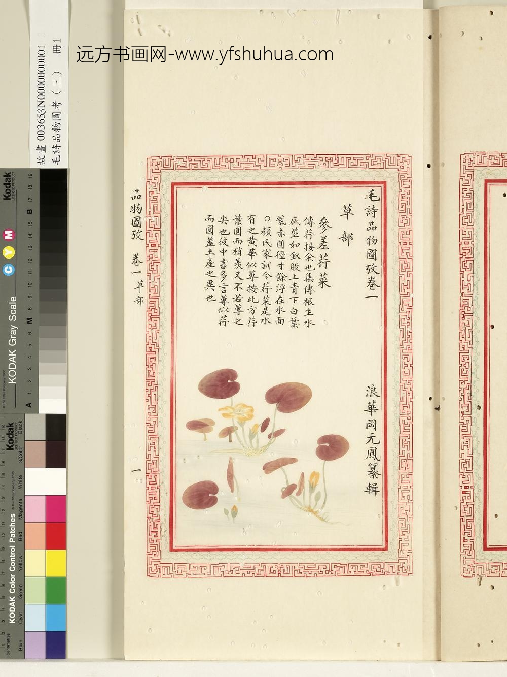 毛诗品物图考（一）册-参差荇菜-