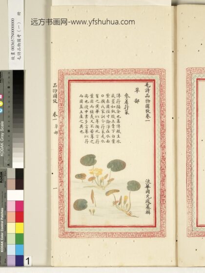毛诗品物图考（一）册 参差荇菜 2.jpg