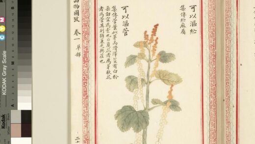 毛诗品物图考（一）册 可以沤纻可以沤菅 1.jpg