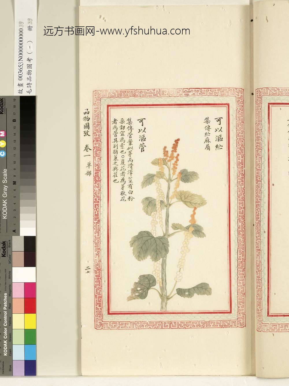 毛诗品物图考（一）册-可以沤纻可以沤菅-