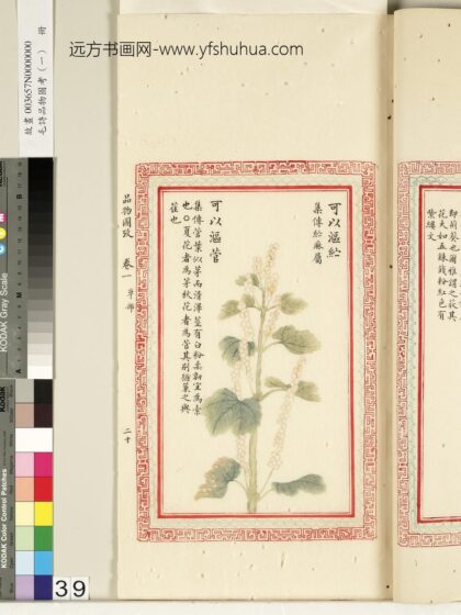 毛诗品物图考（一）册 可以沤纻可以沤菅 2.jpg