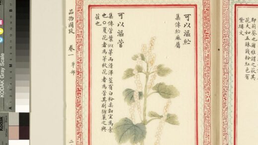 毛诗品物图考（一）册 可以沤纻可以沤菅 2.jpg