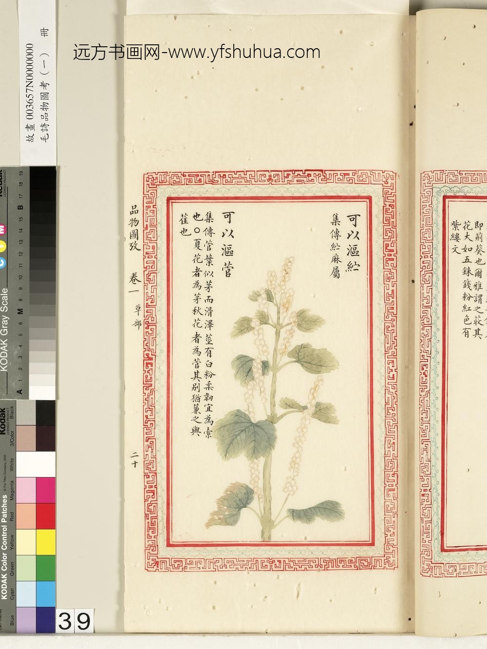 毛诗品物图考（一）册-可以沤纻可以沤菅-