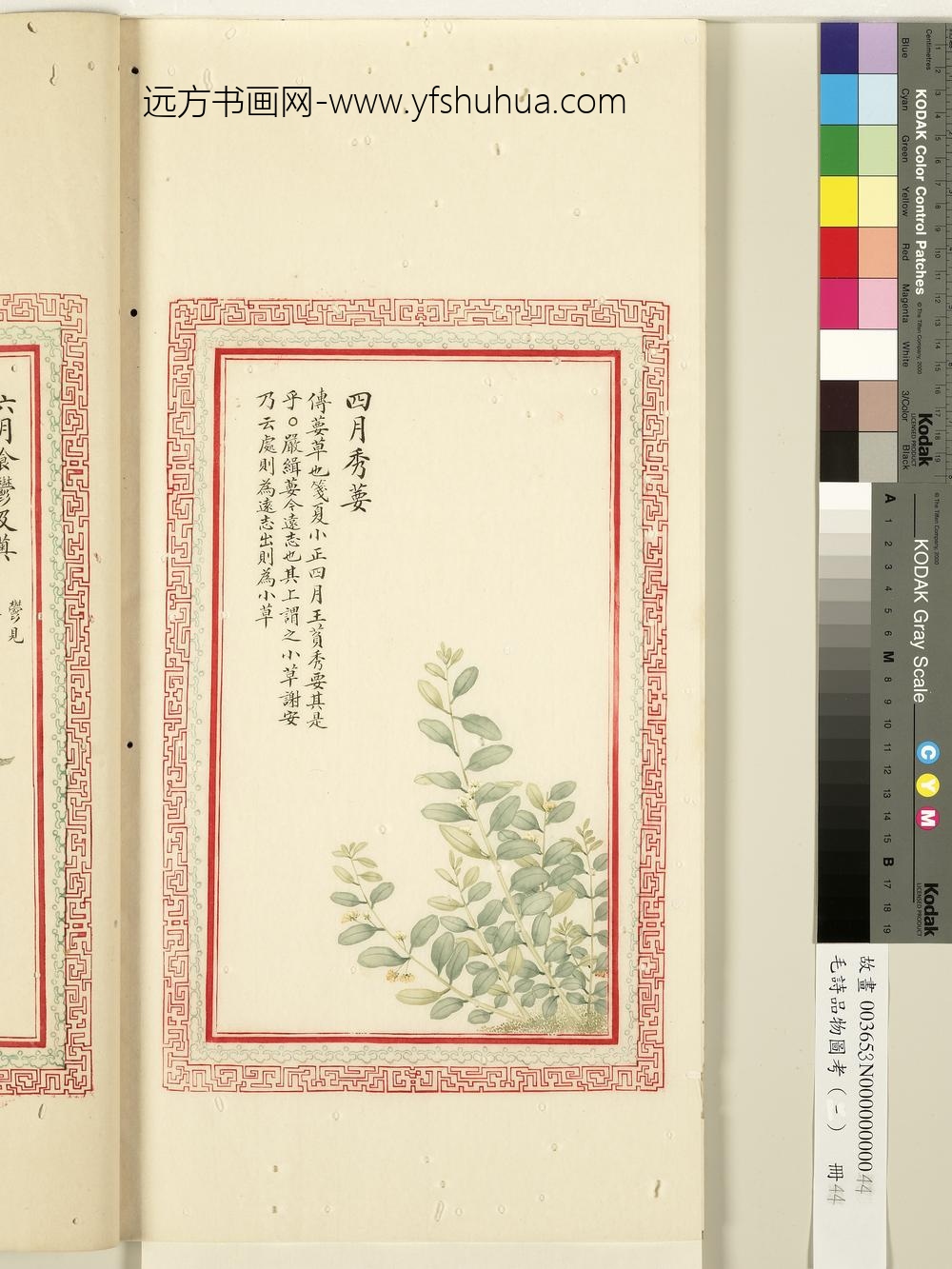 毛诗品物图考（一）册-四月秀葽-