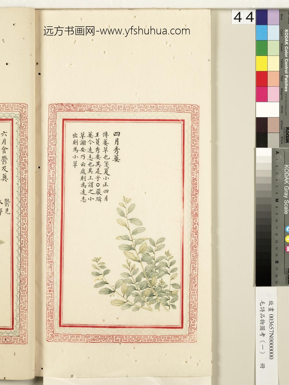 毛诗品物图考（一）册-四月秀葽-