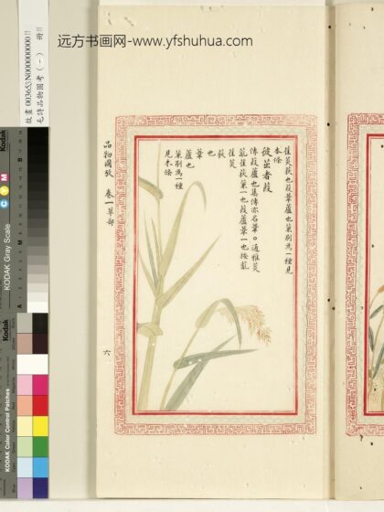 毛诗品物图考（一）册 彼茁者葭 1.jpg