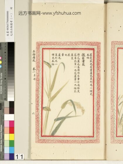 毛诗品物图考（一）册 彼茁者葭 2.jpg