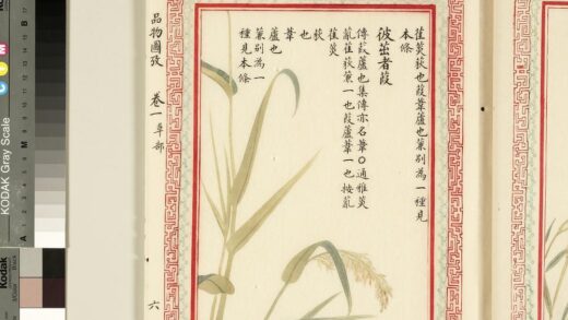 毛诗品物图考（一）册 彼茁者葭 2.jpg
