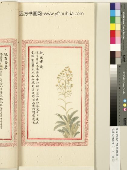 毛诗品物图考（一）册 彼茁者蓬 1.jpg