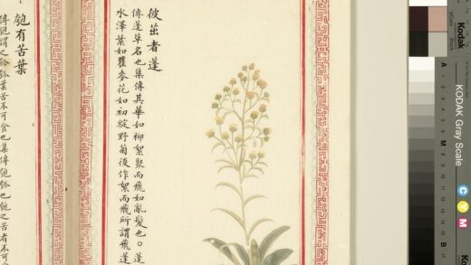 毛诗品物图考（一）册 彼茁者蓬 1.jpg