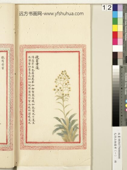 毛诗品物图考（一）册 彼茁者蓬 2.jpg