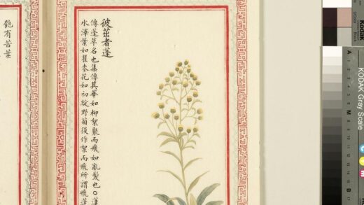 毛诗品物图考（一）册 彼茁者蓬 2.jpg