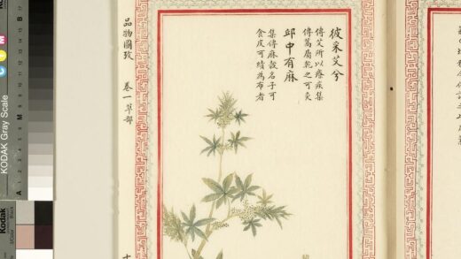 毛诗品物图考（一）册 彼采艾兮邱中有麻 2.jpg