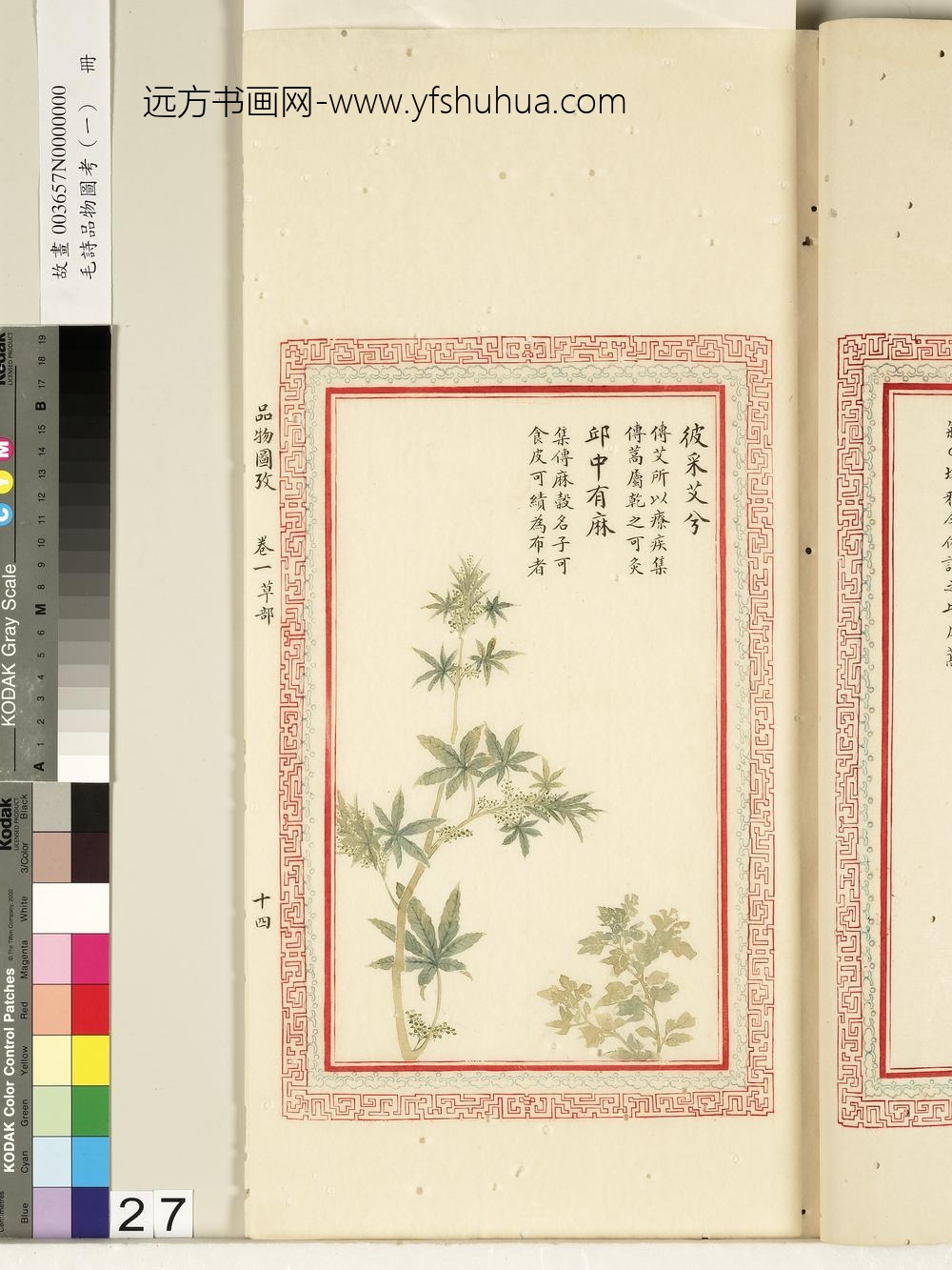 毛诗品物图考（一）册-彼采艾兮邱中有麻-