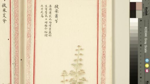 毛诗品物图考（一）册 彼采萧兮 1.jpg