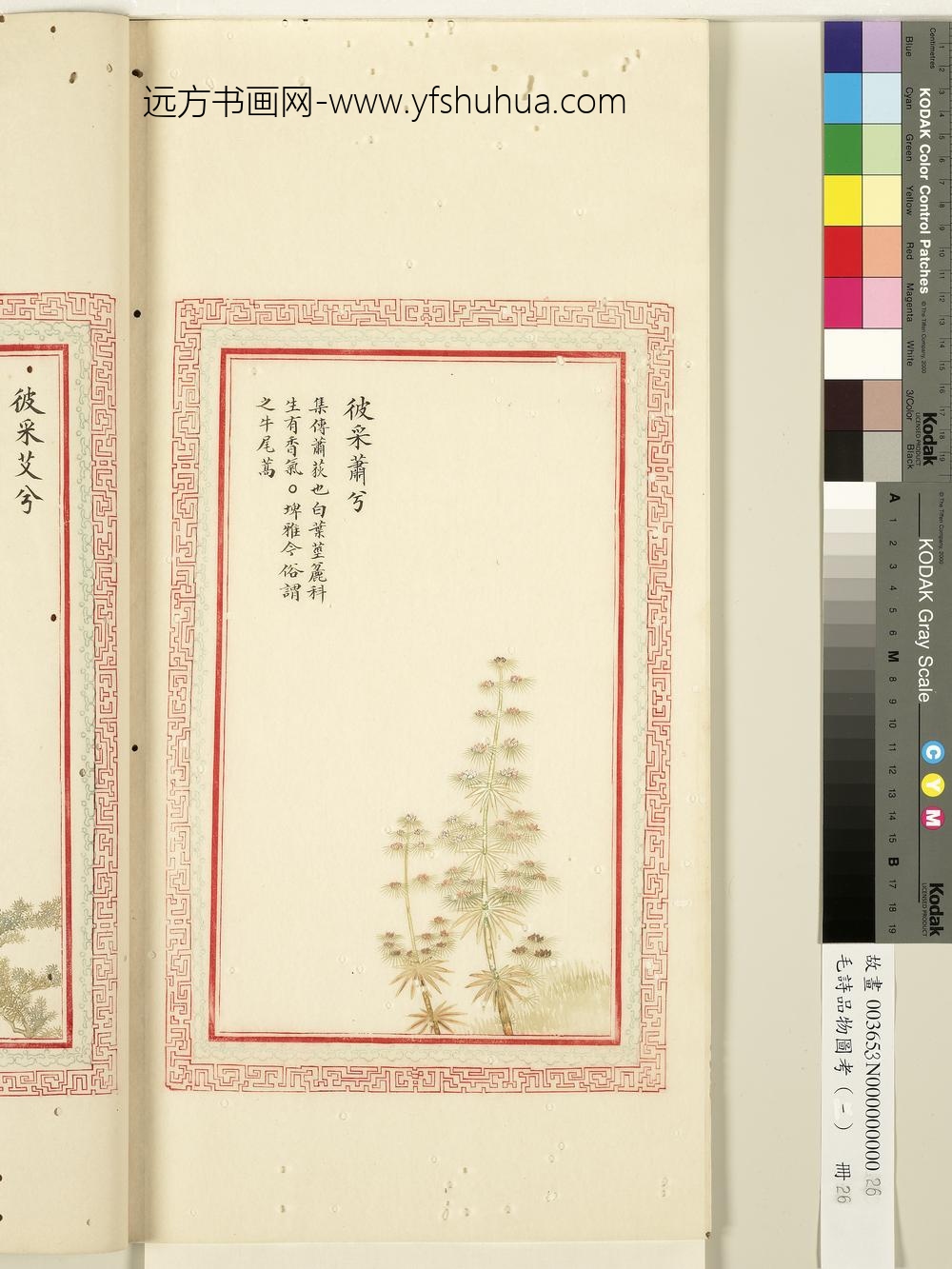 毛诗品物图考（一）册-彼采萧兮-