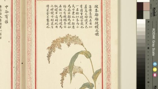 毛诗品物图考（一）册 彼黍离离彼稷之穗 1.jpg
