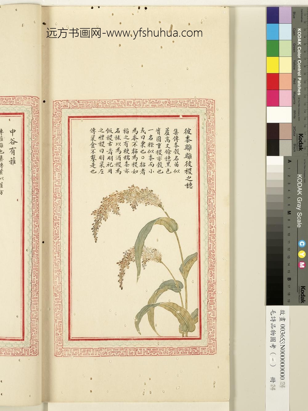 毛诗品物图考（一）册-彼黍离离彼稷之穗-