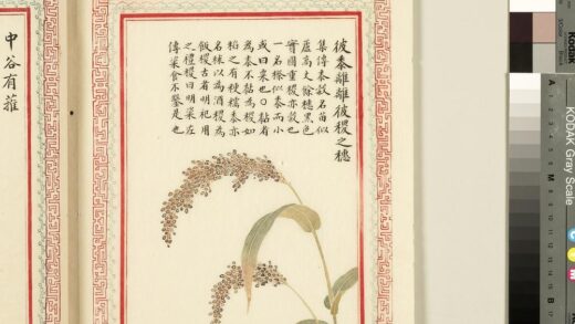 毛诗品物图考（一）册 彼黍离离彼稷之穗 2.jpg
