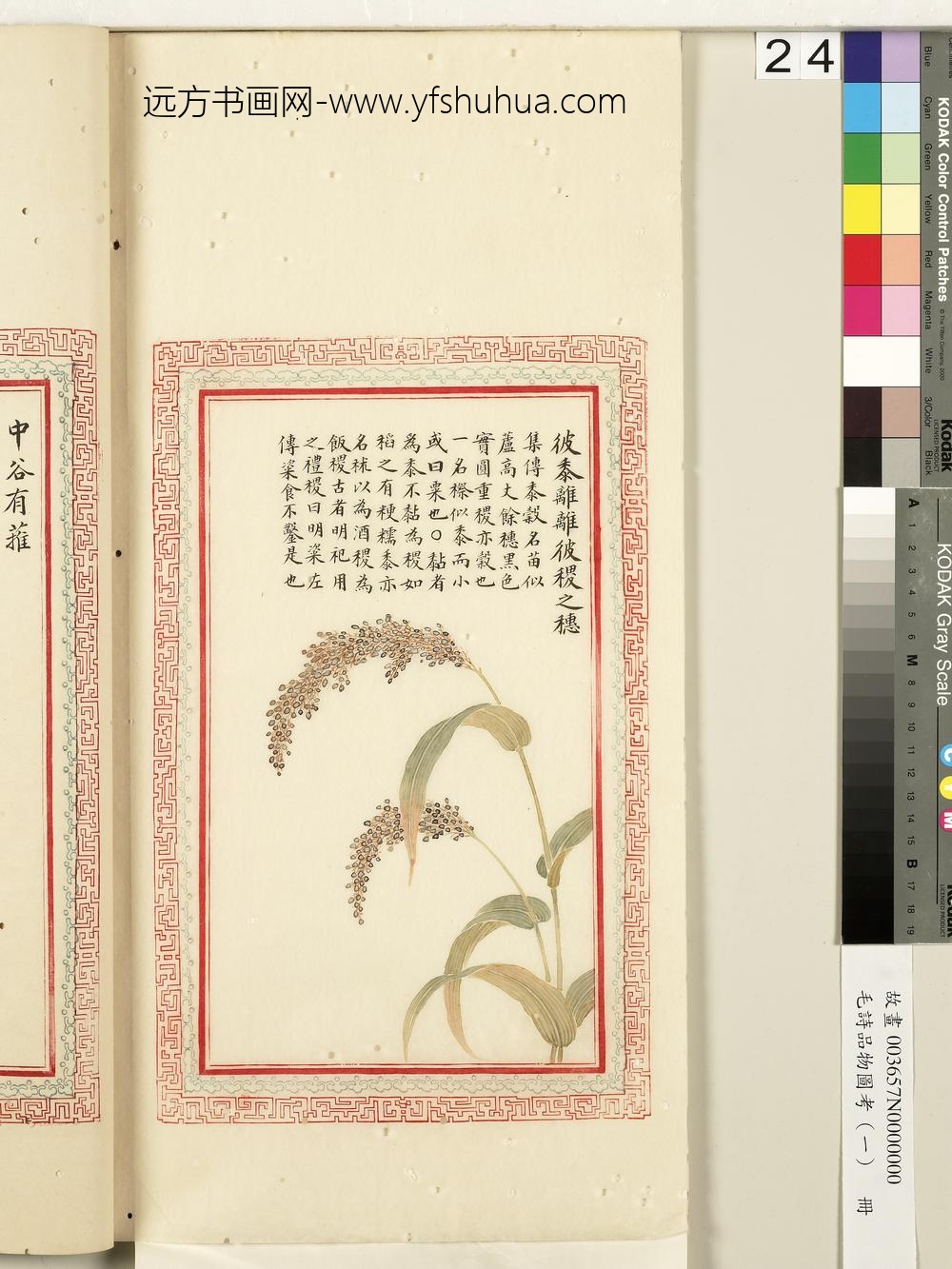 毛诗品物图考（一）册-彼黍离离彼稷之穗-