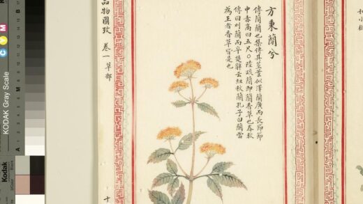 毛诗品物图考（一）册 方秉蕑兮 1.jpg