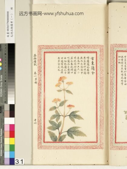 毛诗品物图考（一）册 方秉蕑兮 2.jpg