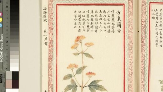 毛诗品物图考（一）册 方秉蕑兮 2.jpg