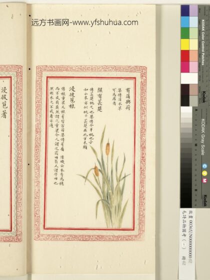 毛诗品物图考（一）册 有蒲与荷隰有苌楚浸彼苞稂 1.jpg