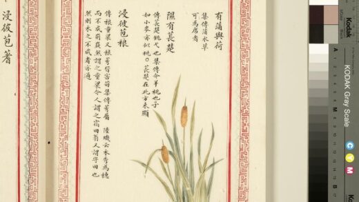 毛诗品物图考（一）册 有蒲与荷隰有苌楚浸彼苞稂 1.jpg