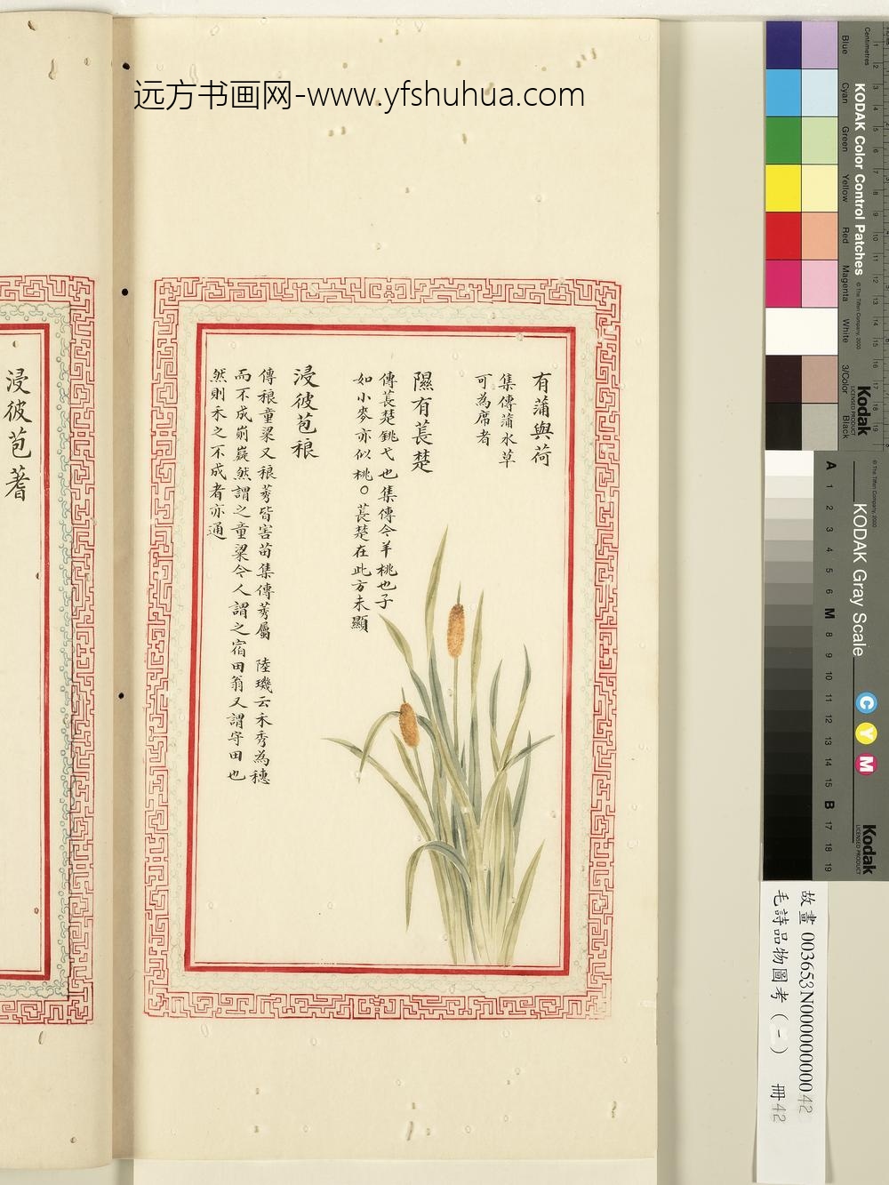 毛诗品物图考（一）册-有蒲与荷隰有苌楚浸彼苞稂-