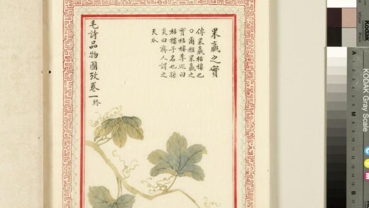 毛诗品物图考（一）册 果臝之实 2.jpg