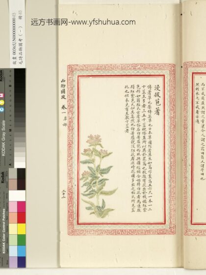 毛诗品物图考（一）册 浸彼苞蓍 1.jpg