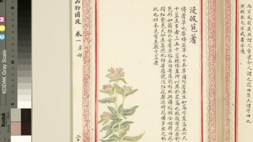 毛诗品物图考（一）册 浸彼苞蓍 1.jpg