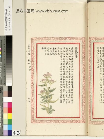 毛诗品物图考（一）册 浸彼苞蓍 2.jpg