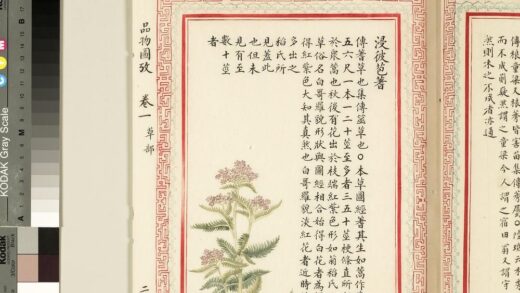 毛诗品物图考（一）册 浸彼苞蓍 2.jpg